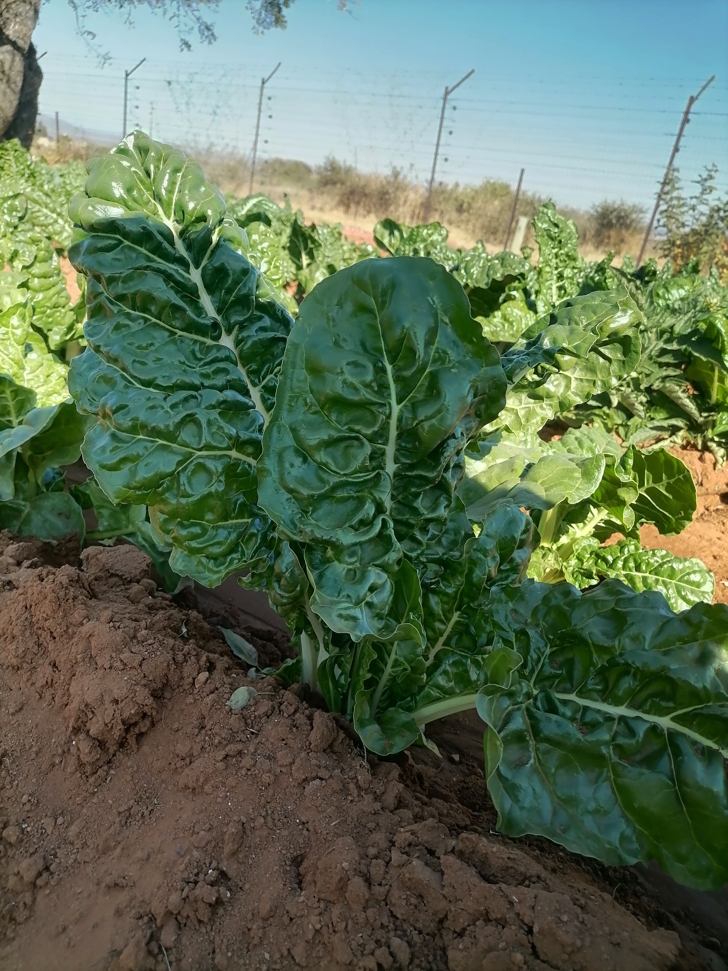 Agriculture food harvest results